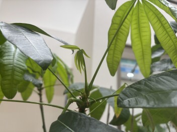 パキラも日々成長中！！